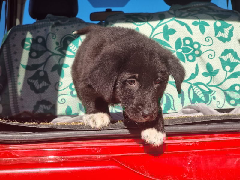 Ash sucht seine Menschen