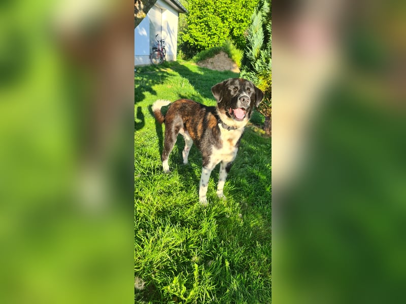 Samu -  Lustiger Jungspunt sucht sein Für-immer-Zuhause
