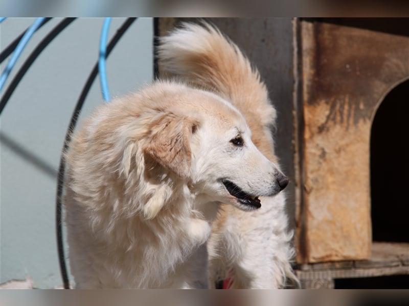 Sebezoula - seit Welpenalter im Shelter