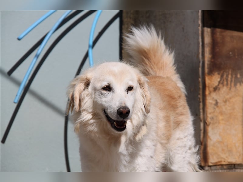 Sebezoula - seit Welpenalter im Shelter