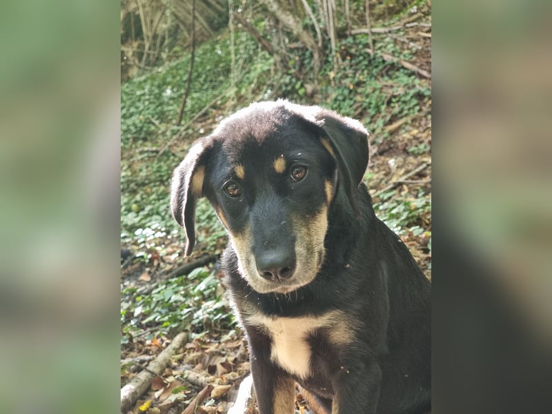 Fido - ein leises Herz, das endlich Vertrauen lernen darf