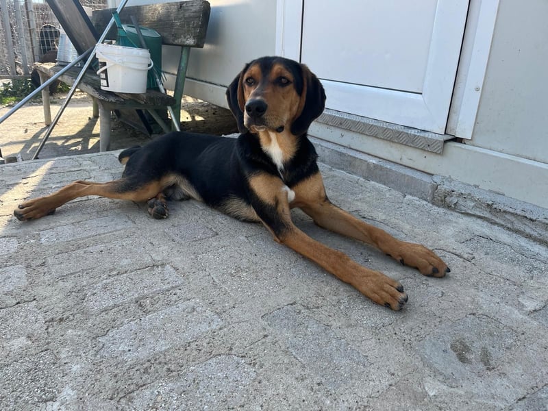 Cupcake  aus einem kleinen Kämpfer ist ein schöner junger Hund geworden
