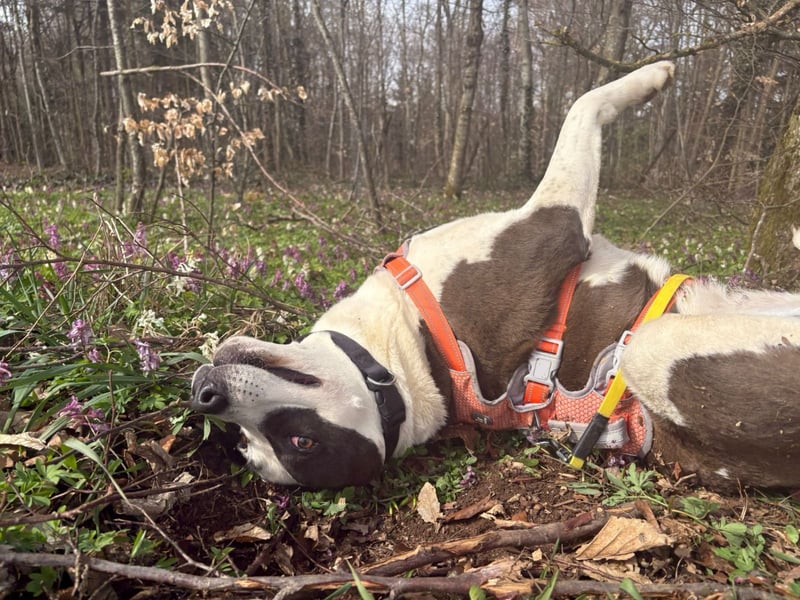Oca – treue Schmusehündin mit großem Herzen