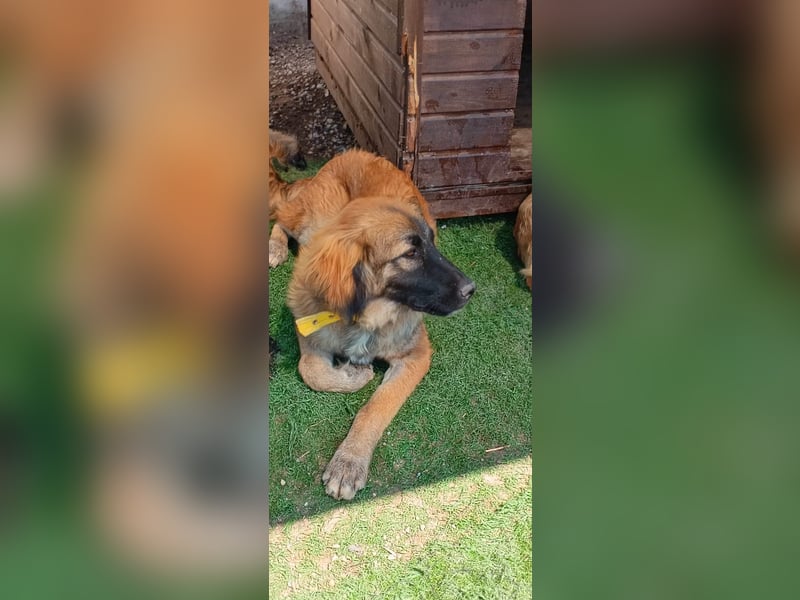 Sami - Ein verspielter Wirbelwind sucht sein Zuhause!