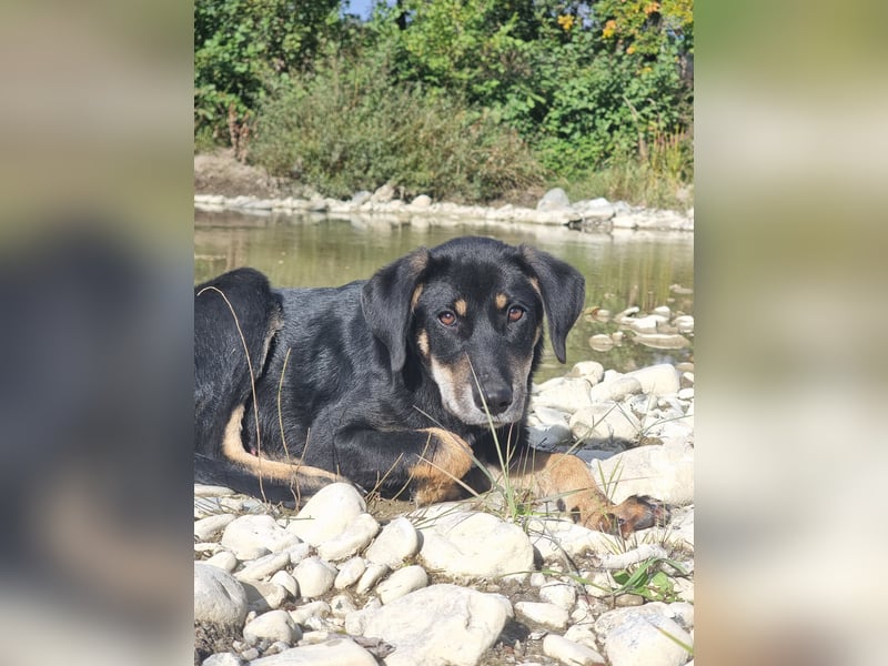 Fido - ein leises Herz, das endlich Vertrauen lernen darf