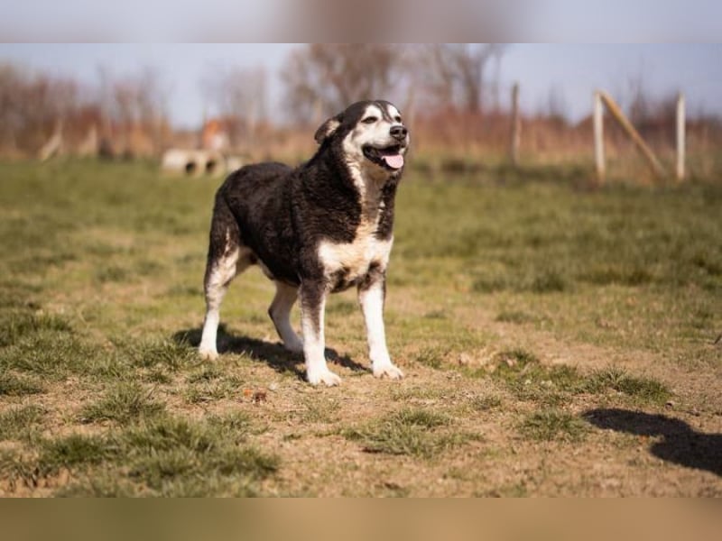 Husky Mischling Maki