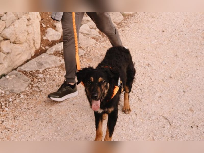 Hütehund Mix Sivi