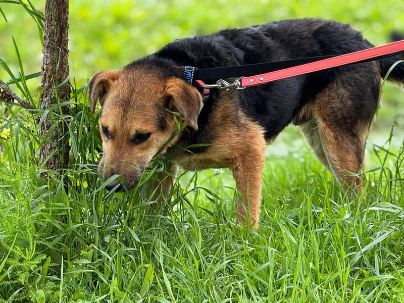 Kongo – kuscheliger Junghund sucht Schoss