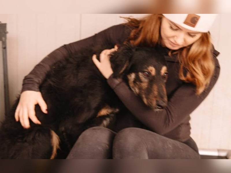 Hütehund Mix Sivi