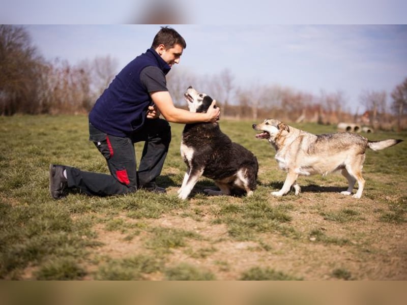 Husky Mischling Maki