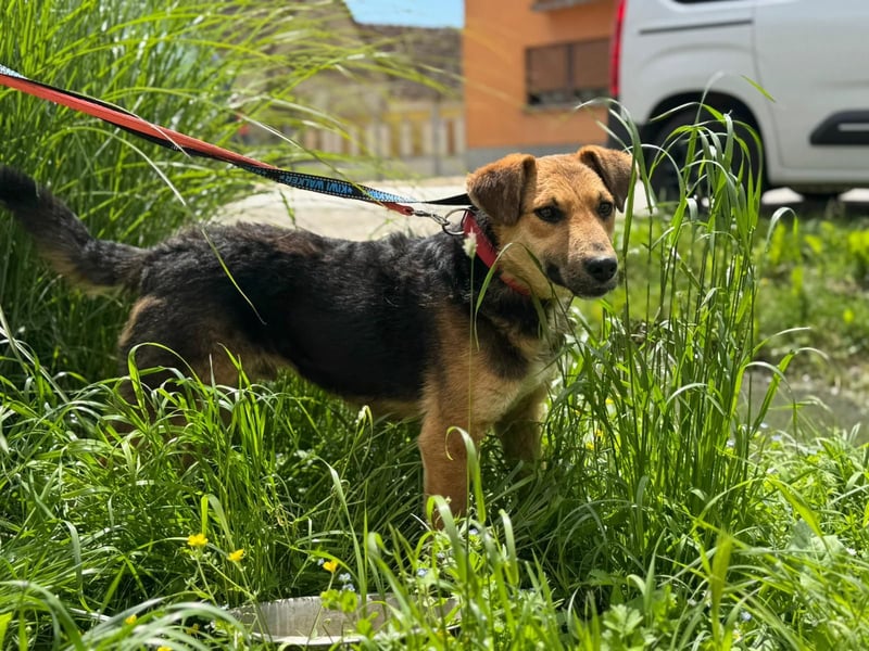Kongo – kuscheliger Junghund sucht Schoss