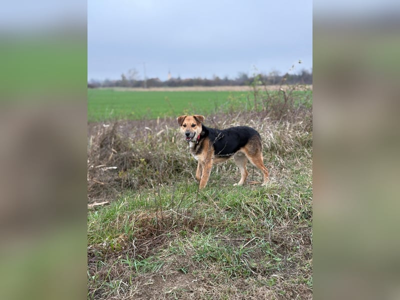 Kongo – kuscheliger Junghund sucht Schoss