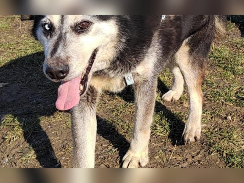 gelassener Husky Mischling Shiva