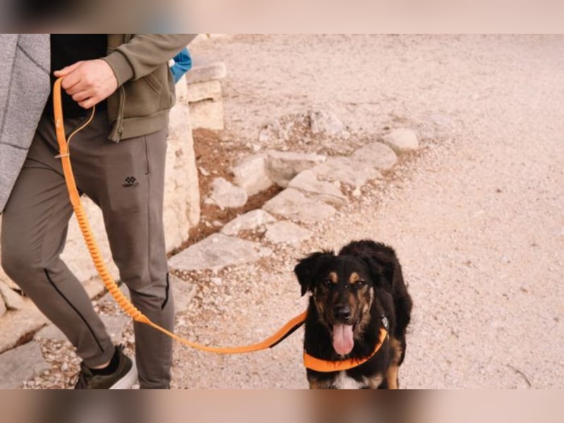 Hütehund Mix Sivi
