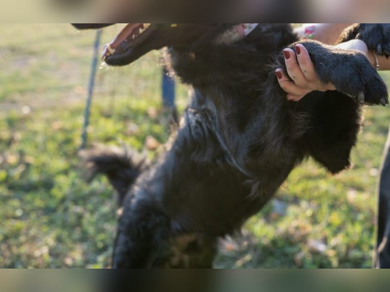 Energiebündel Gustav