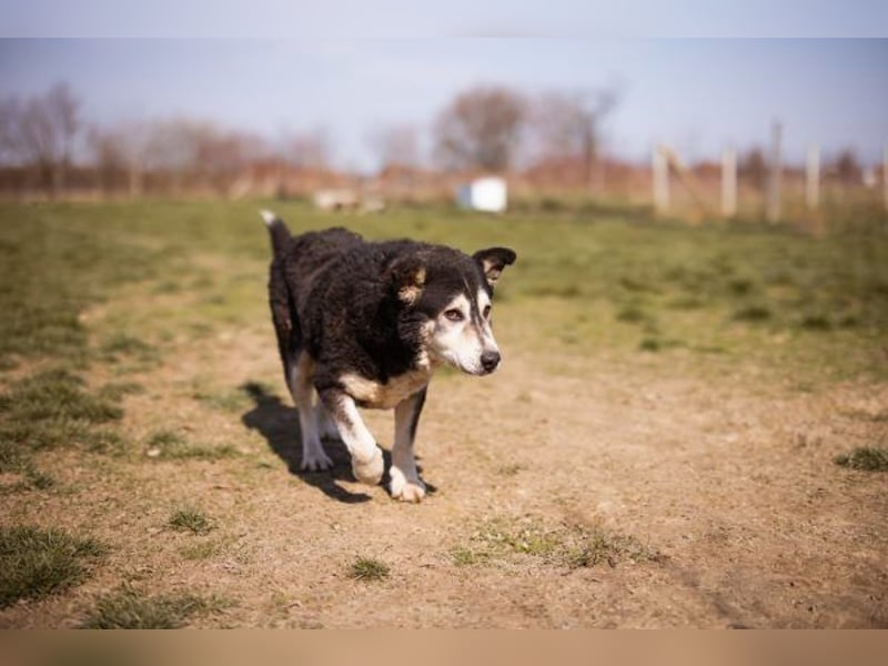 Husky Mischling Maki
