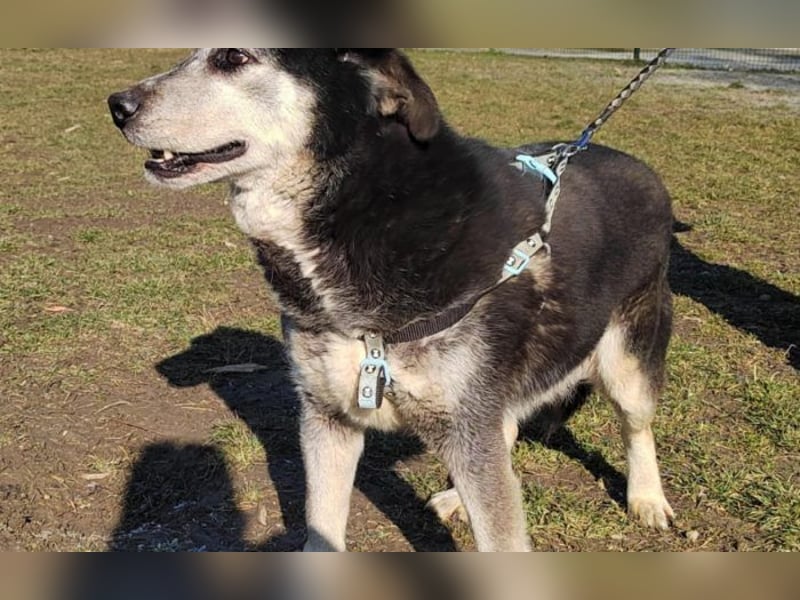 gelassener Husky Mischling Shiva