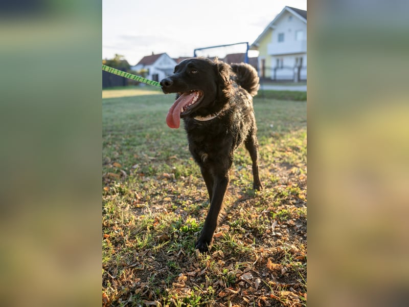 Energiebündel Gustav