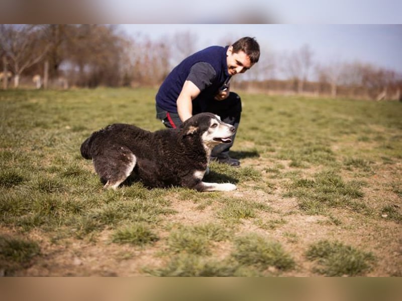 Husky Mischling Maki