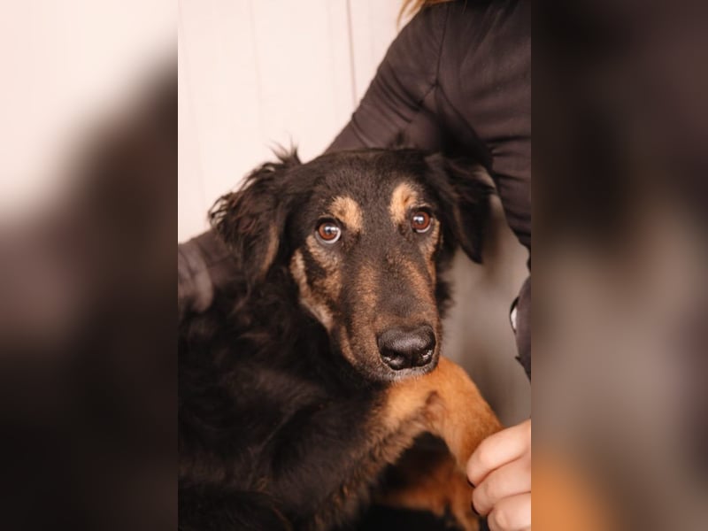Hütehund Mix Sivi
