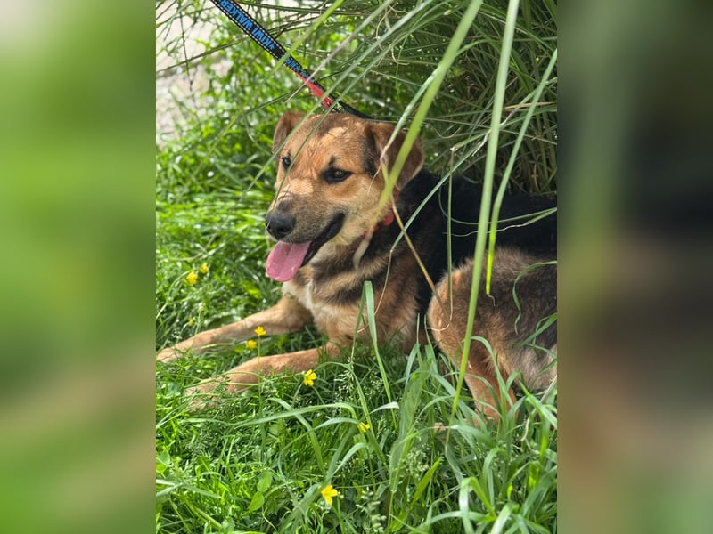 Kongo – kuscheliger Junghund sucht Schoss