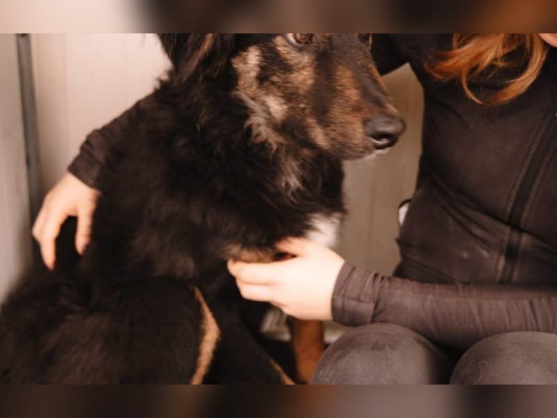 Hütehund Mix Sivi