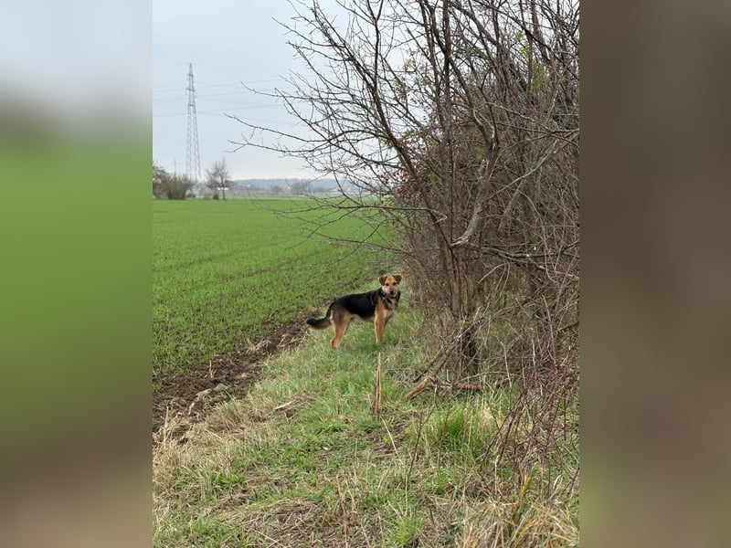 Kongo – kuscheliger Junghund sucht Schoss
