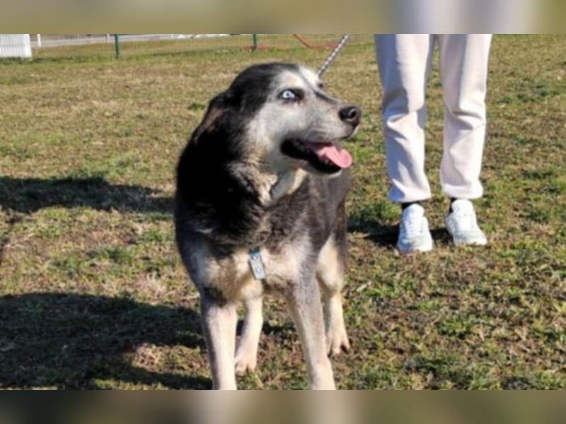 gelassener Husky Mischling Shiva