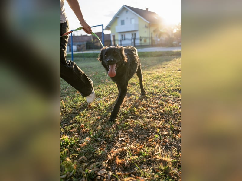 Energiebündel Gustav