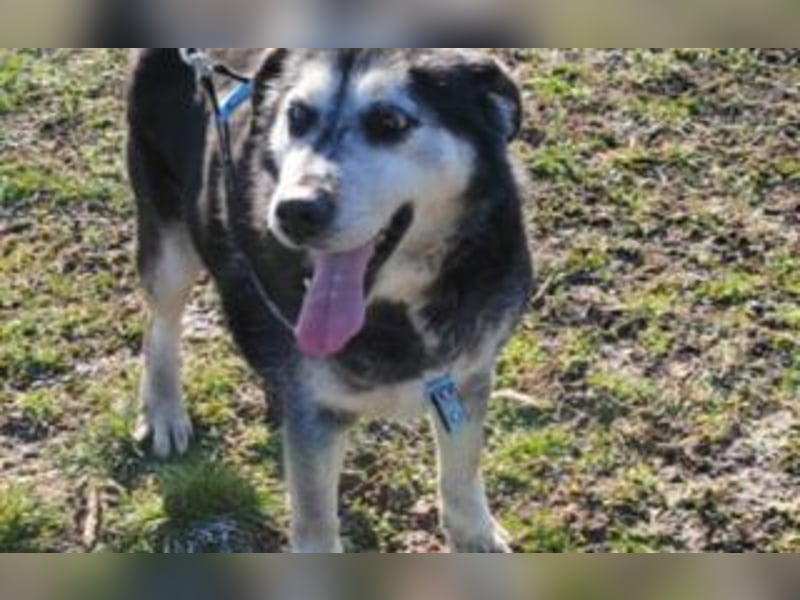 gelassener Husky Mischling Shiva