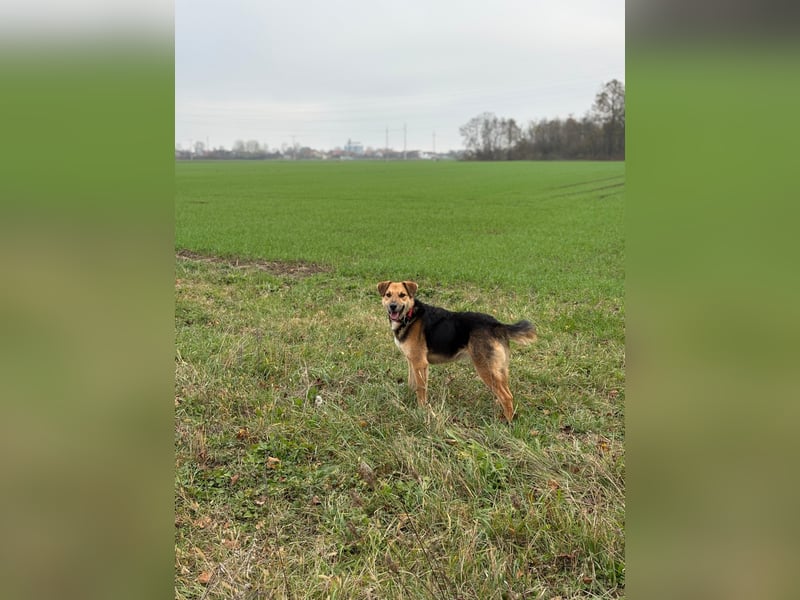 Kongo – kuscheliger Junghund sucht Schoss