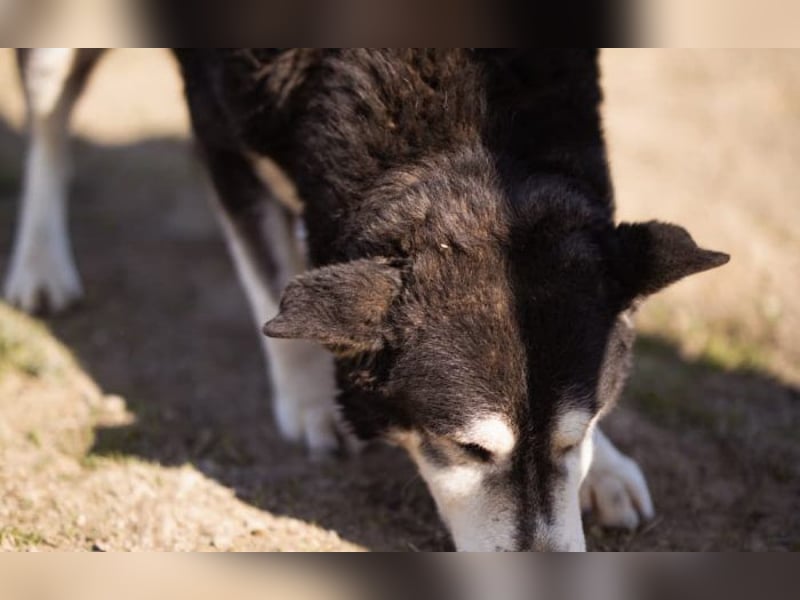 Husky Mischling Maki