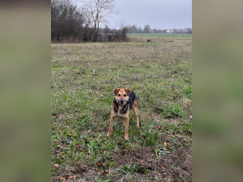 Kongo – kuscheliger Junghund sucht Schoss