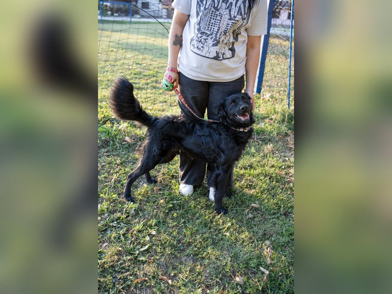 Energiebündel Gustav