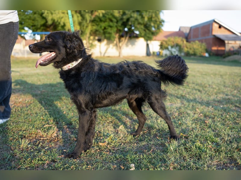 Energiebündel Gustav