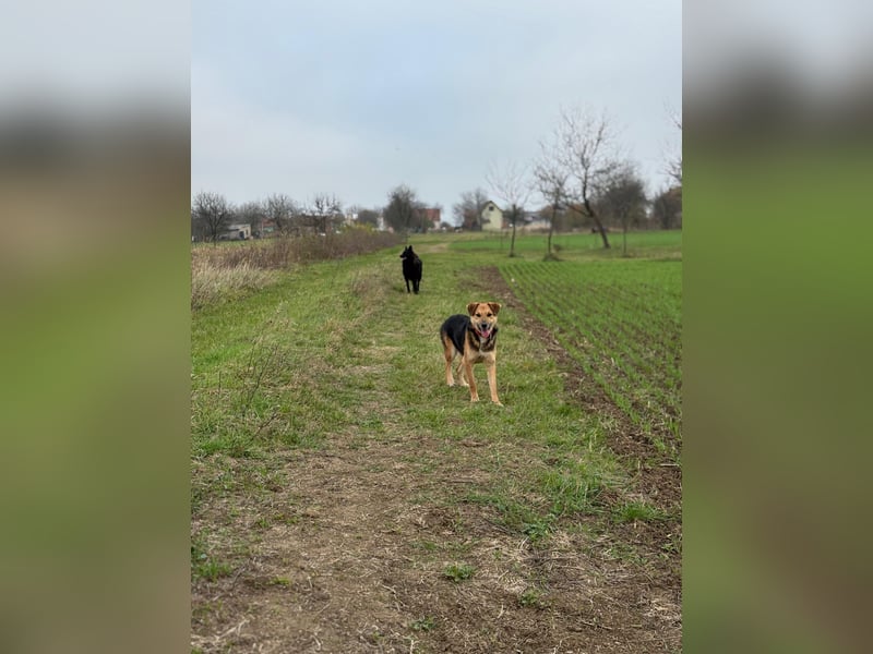Kongo – kuscheliger Junghund sucht Schoss