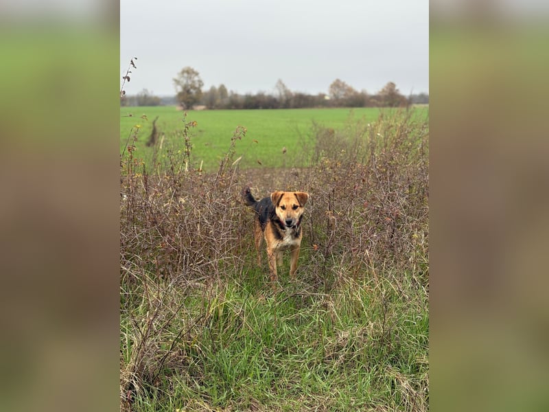 Kongo – kuscheliger Junghund sucht Schoss