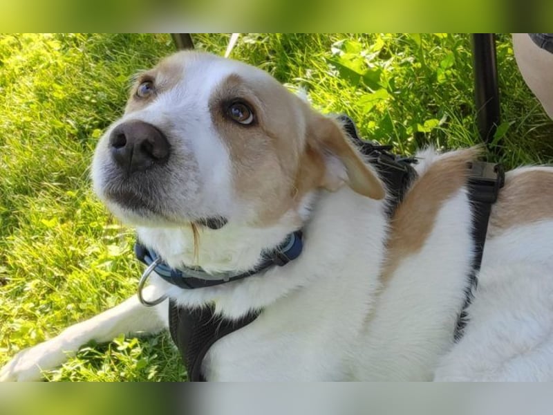 Hilfe für Charlie