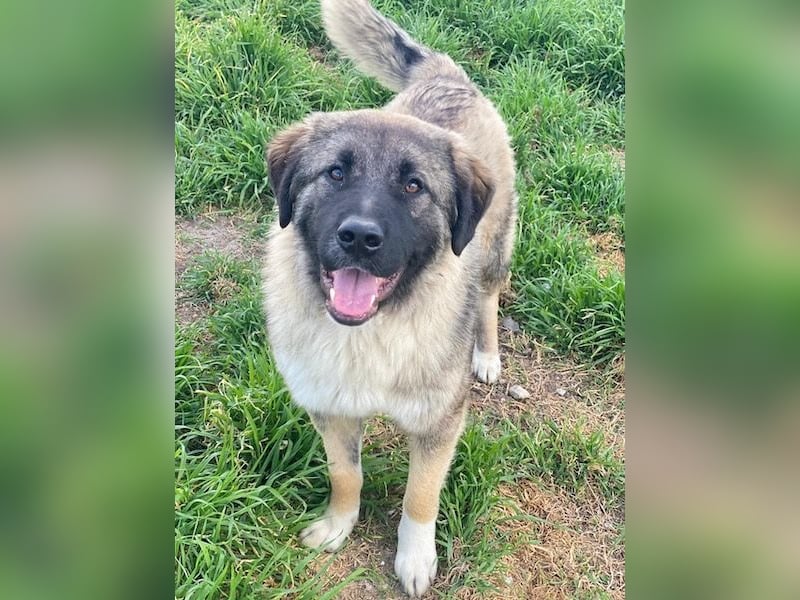 Moglito, geb. ca. 03/2025, lebt in GRIECHENLAND, im städt. Tierheim Serres