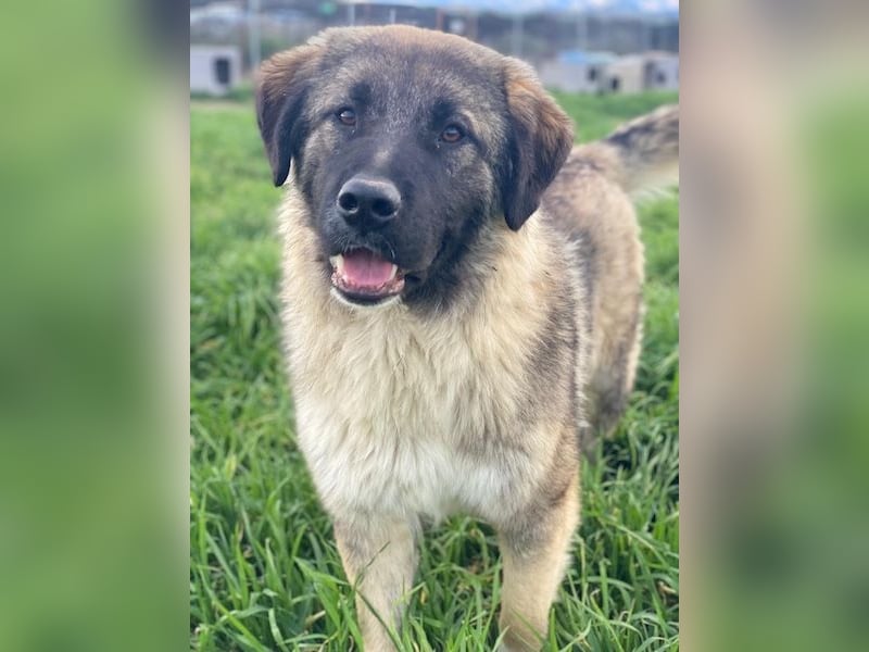 Moglito, geb. ca. 03/2025, lebt in GRIECHENLAND, im städt. Tierheim Serres