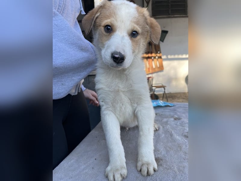 Chico, geb. ca. 10/2024, lebt in GRIECHENLAND, im städt. Tierheim Serres