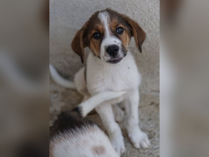 Florin, geb. ca. 05/2025, lebt in GRIECHENLAND, im städt. Tierheim Serres