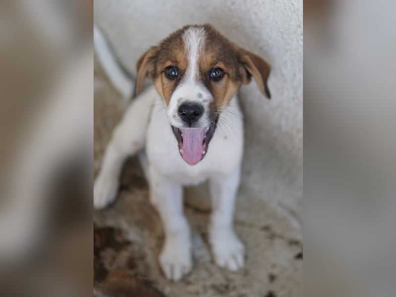 Florin, geb. ca. 05/2025, lebt in GRIECHENLAND, im städt. Tierheim Serres