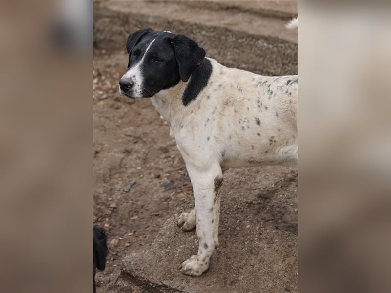 Foyala, geb. ca. 06/2022, lebt in GRIECHENLAND, auf einer privaten Pflegestelle