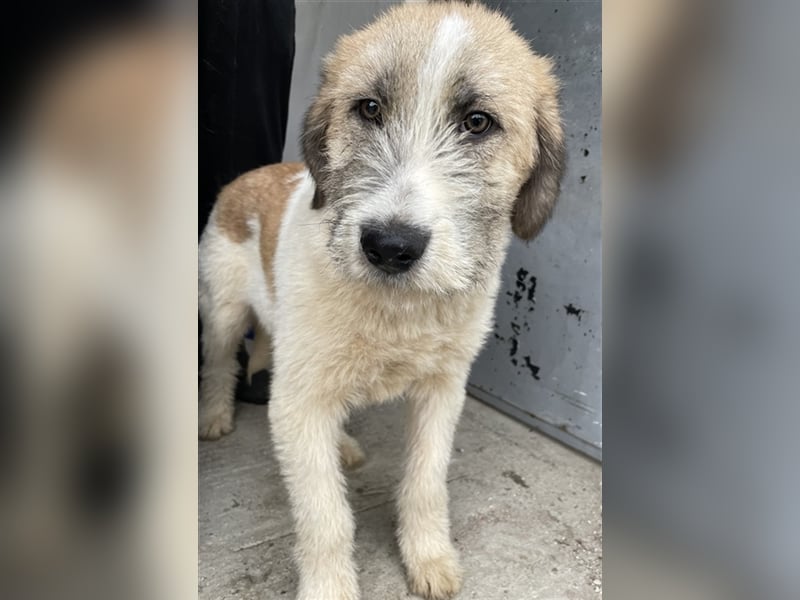 Maylo, geb. ca. 06/2022, lebt in GRIECHENLAND, auf einer privaten Pflegestelle