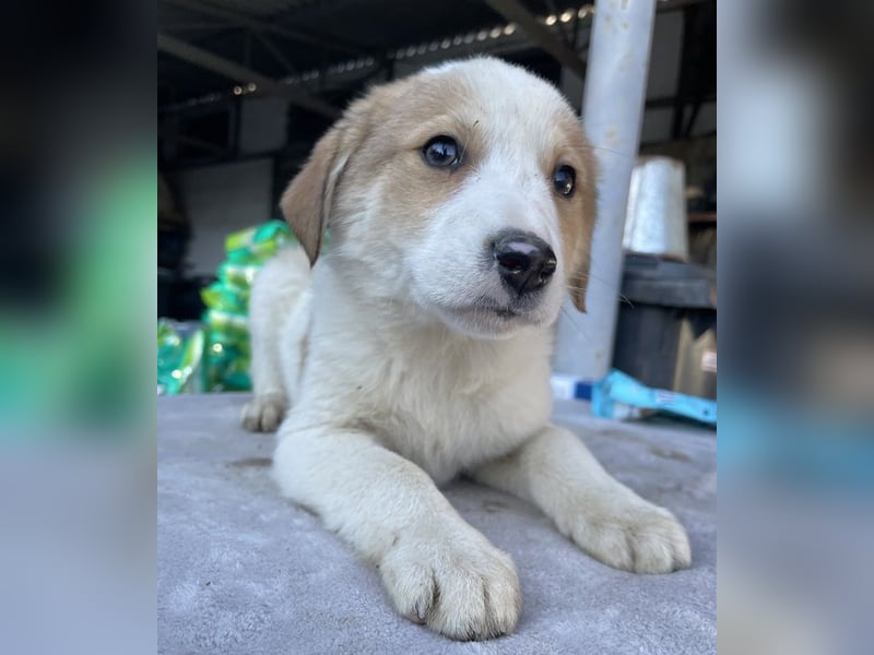 Chico, geb. ca. 10/2024, lebt in GRIECHENLAND, im städt. Tierheim Serres