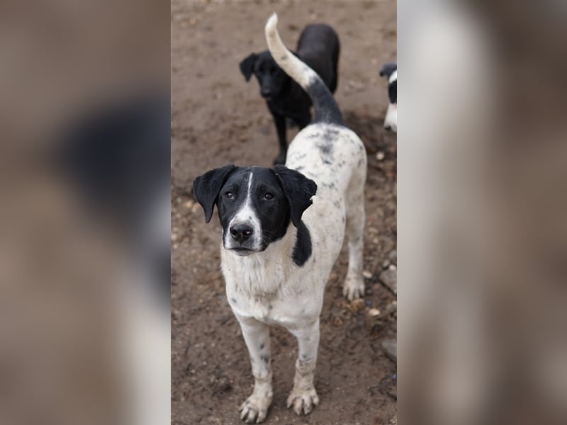 Foyala, geb. ca. 06/2022, lebt in GRIECHENLAND, auf einer privaten Pflegestelle