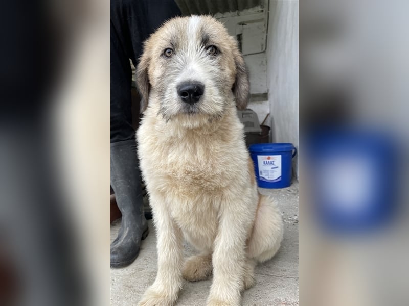 Maylo, geb. ca. 06/2022, lebt in GRIECHENLAND, auf einer privaten Pflegestelle