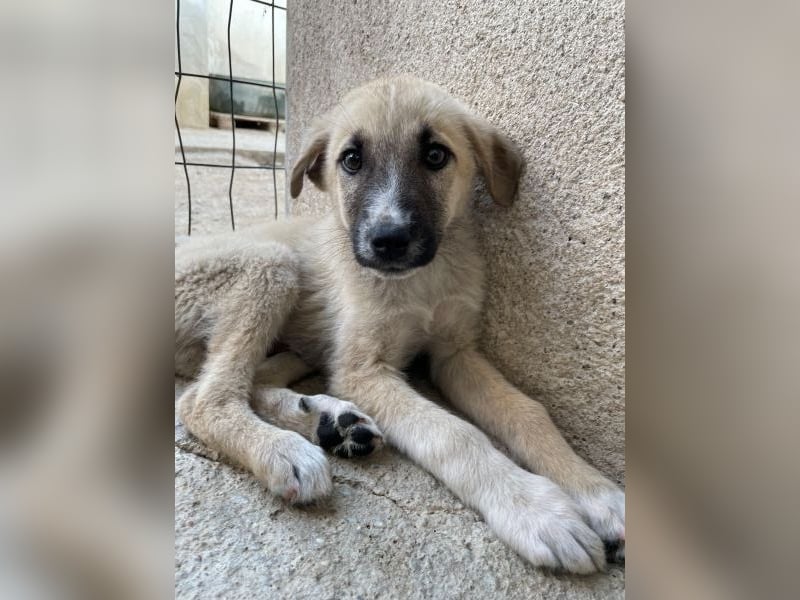Bohdi, geb. ca. 03/2026, lebt in GRIECHENLAND, im städt. Tierheim Serres
