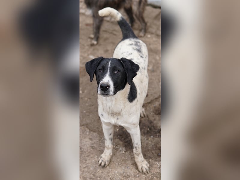 Foyala, geb. ca. 06/2022, lebt in GRIECHENLAND, auf einer privaten Pflegestelle